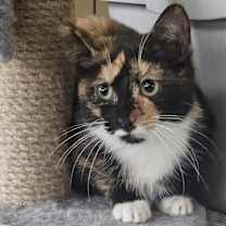 Thumbnail photo of Collette(Bonded with Tucker) #1