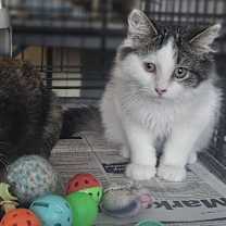 Thumbnail photo of Collette(Bonded with Tucker) #2