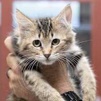 Thumbnail photo of Sugar #1