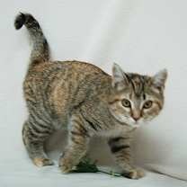 Thumbnail photo of Annabelle #2