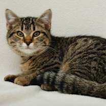 Thumbnail photo of Mirabelle #3