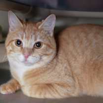 Thumbnail photo of Barnum #1