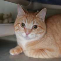 Thumbnail photo of Barnum #2