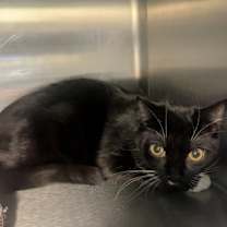 Thumbnail photo of Sock Thief of Bethlehem #3