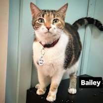 Thumbnail photo of Bailey #2