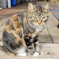 Thumbnail photo of KitKat #1