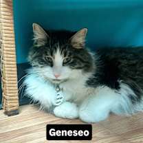 Thumbnail photo of Geneseo #1