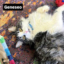 Thumbnail photo of Geneseo #2