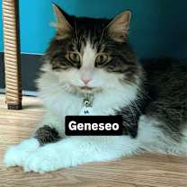 Thumbnail photo of Geneseo #3