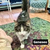 Thumbnail photo of Geneseo #4