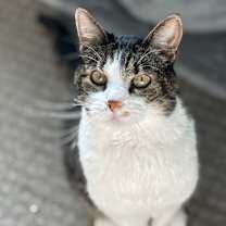 Thumbnail photo of Z-Boy #1