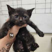 Thumbnail photo of Goldfish #2