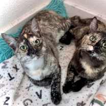Thumbnail photo of Nutmeg and Maple - sweet tortie sisters #2
