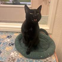 Thumbnail photo of Luna #2