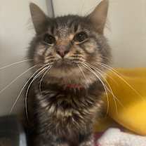 Thumbnail photo of Dutch 92C25 #4