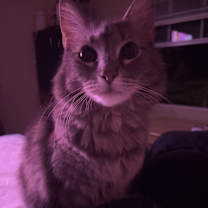 Thumbnail photo of Miso #1