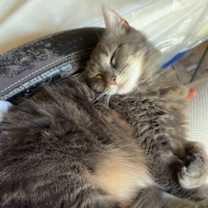 Thumbnail photo of Miso #2