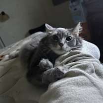 Thumbnail photo of Miso #3