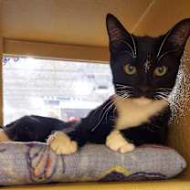 Thumbnail photo of Sweetie #1