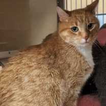 Thumbnail photo of Lenux & Carl (front declaw bonded pair) #4