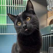 Thumbnail photo of Nori #1