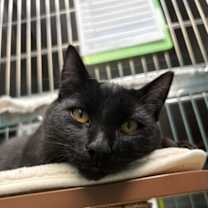 Thumbnail photo of Nori #2