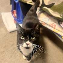 Thumbnail photo of Olive #4