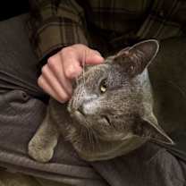 Thumbnail photo of Ben FCID#12/11/2024-533 (bonded with Jerry) #2