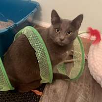 Thumbnail photo of Ben FCID#12/11/2024-533 (bonded with Jerry) #3