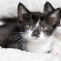 Thumbnail photo of Scout #2