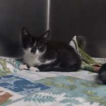 Thumbnail photo of Scout #3