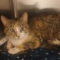 Thumbnail photo of Noel #2