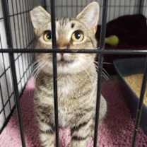 Thumbnail photo of Pear #2