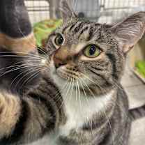 Thumbnail photo of Frankie (Vestal PetSmart) #1