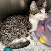 Thumbnail photo of Snow Belle #3