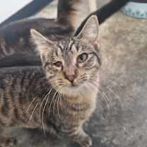 Thumbnail photo of Jello #1