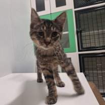 Thumbnail photo of Jello #4