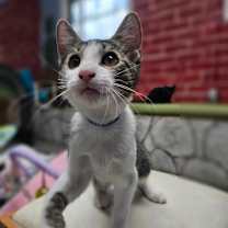 Thumbnail photo of Ray #4