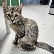 Thumbnail photo of Lola #2