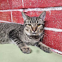 Thumbnail photo of Leo #2