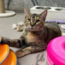 Thumbnail photo of Lola #3