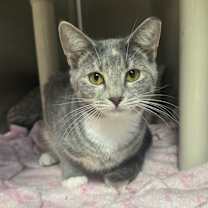 Thumbnail photo of Angelica #1