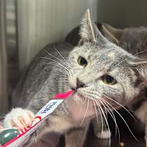 Thumbnail photo of Angelica #2