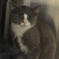 Thumbnail photo of Bell #2