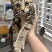 Thumbnail photo of Megabyte #1