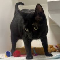 Thumbnail photo of Panther C #2