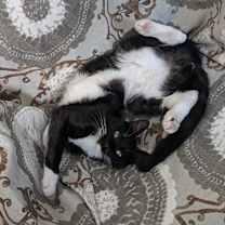 Thumbnail photo of Micky #3