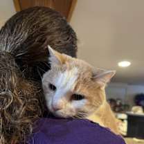 Thumbnail photo of Hans (front declaw) #1