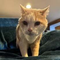 Thumbnail photo of Hans (front declaw) #4