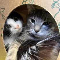 Thumbnail photo of Stuffing #2